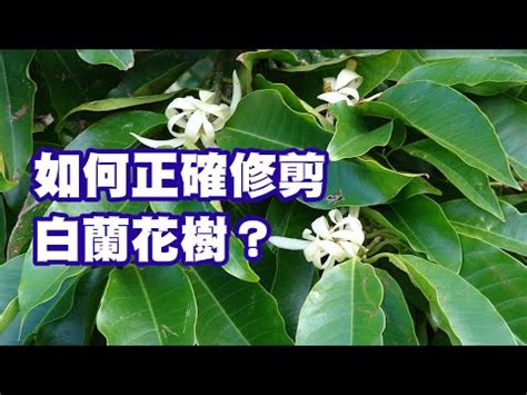 金玉蘭花種植禁忌|【金玉蘭花種植禁忌】金玉蘭花，風水禁忌大公開，種植前必看！。